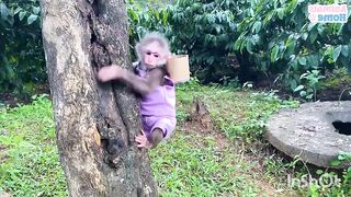Babe monki#funy.#please like me