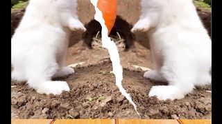 The Hungry Rabbits