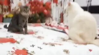 My cats