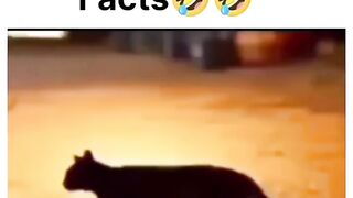 Cute cat????????& mosquito❤????