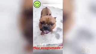 Funny-Dogs-And-Cats-Videos????????