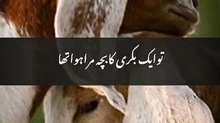بکری کے اس بچے کے کیا قدر ہوگے مالک کے نظر میں