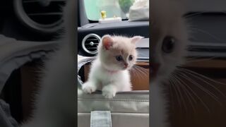 Funny videos #1 || Top Funny Cute Kitten Random Viral