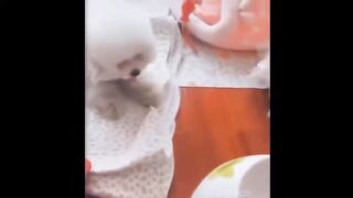 Funny-Dogs-And-Cats-Videos 02