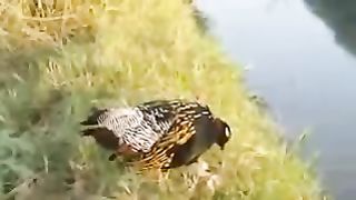 Black francolin