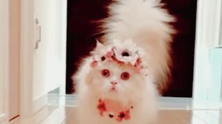 Funniest Videos 2023 ???? Funny Cats ???? and Dogs ???? Part 1