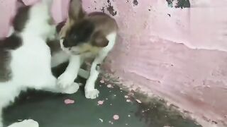 Funny Animal Videos 2023 ???? - Funniest Cats Videos ????????#39