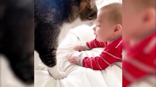 Compilation Funniest Animals Cat #funnypets #animals #catlover #funnyvideos #cats #funnyvideo