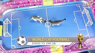 Match de foot entre 2 chat