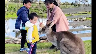 The Cute Kangaroo & The best action
