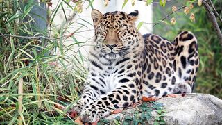 Asian leopard