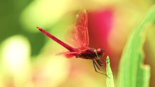 Dragonfly and its diverse colours