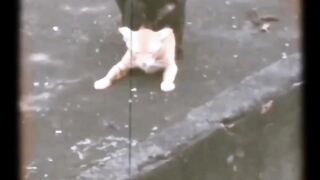 Funny video ????