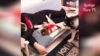 Super Cute Best Funny Cats and Dogs Compilation