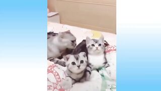 funiest cats & dogs