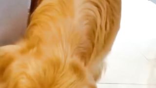 : un chien et un chat marchent côte à côte en parfaite harmonie"