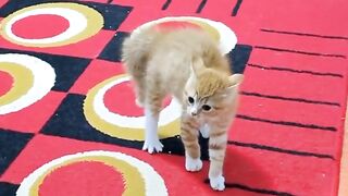 Deux chats à l'attaque !!!
