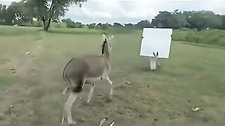 New funny scene on Donkey # best funny video 2023
