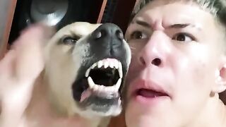 Singer dog