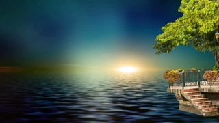 beautiful son tree