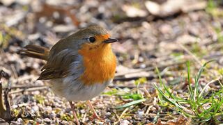 Beautiful morning music | beautiful relaxing morning music | morning meditation |