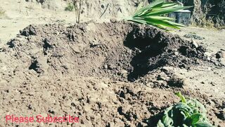 Planting a plant