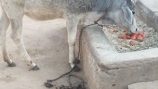 गाय टमाटर खा रही है