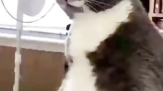 THE CAT a FANEY vedio