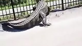 name The sheer strengthu of this alligator.