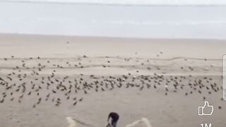 A boy make letter M by birds