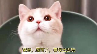 Funny and cute cats video
