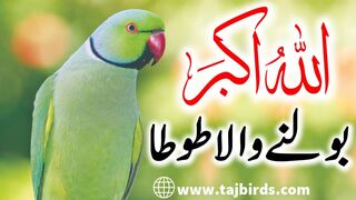 ye mithu talking parrot cute #shorts #short #shortvideo