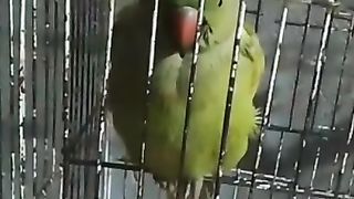 ye mithu talking parrot #shorts #short #shortvideo