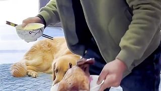 Dogs kuch nahi bholte