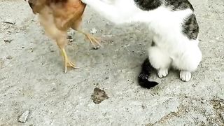 Fight