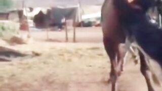 Animale