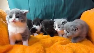 So cute kittens