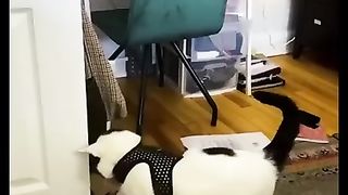 Funny animals #2