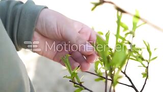 Plants