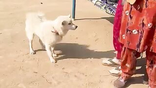 Trained puppy