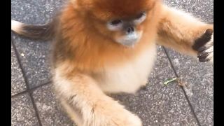 The Cute Monkeys