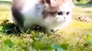 Beautiful cat ..oh my God what a beauty .......plz like and subscribe for this cat ????????