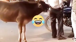 Funny video