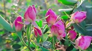 چلو سادگی ہی سہی ایک میعار تو ہے♥️