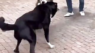 Animale