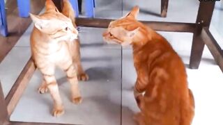 Cat fighting and meowing _These two are bloody brothers viral cat.