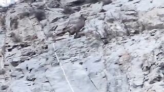 NATIONAL ANIMAL OF PAKISTAN