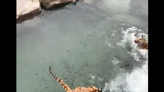 Catch Your Food -The Tigers