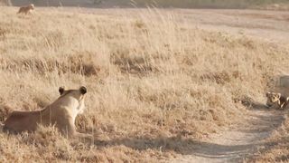 Lion Playing With his Cubs