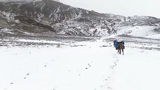 The donkey and the dog